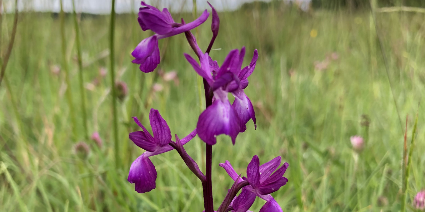 Orchis à fleurs lâches (Anacamptis laxiflora) © Nicolas Macaire / LPO